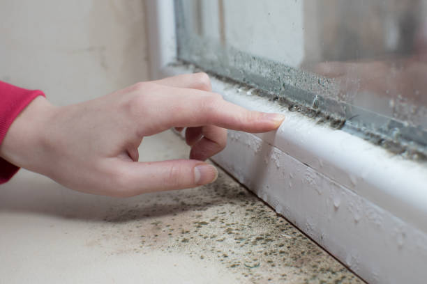Best Air Quality Testing for Mold Spores  in Lakewood Park, FL